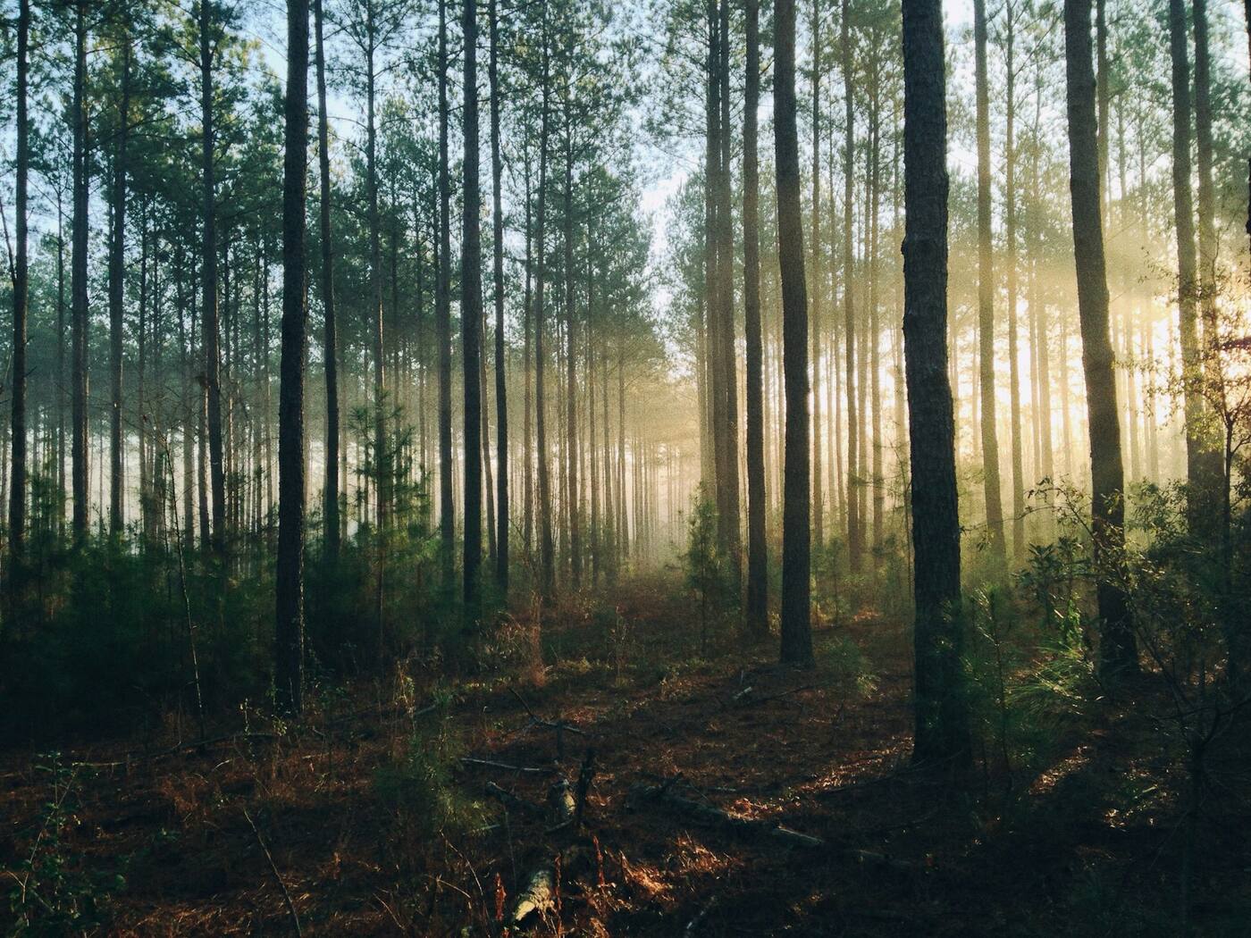 A path leading through tall trees in dappled light.
