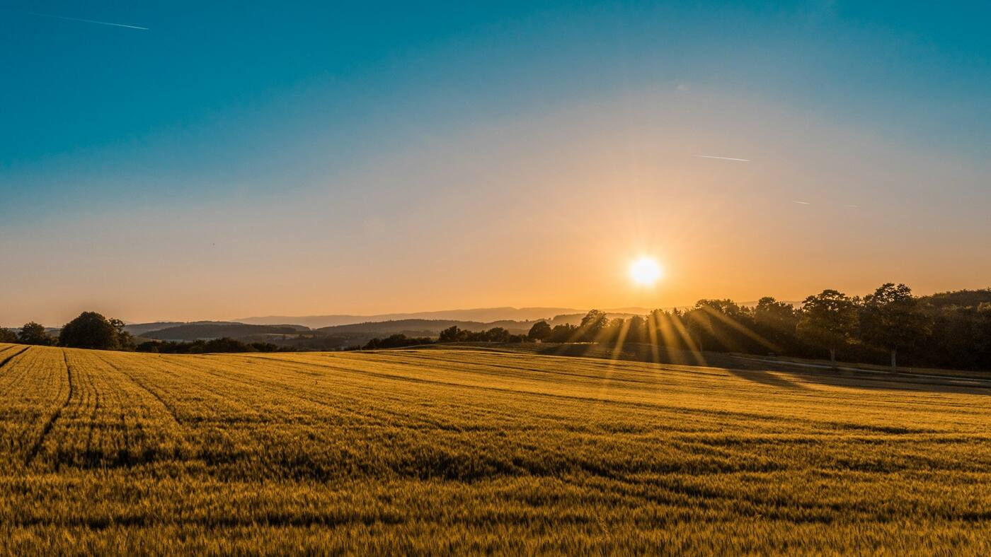Open meadow within the estate at golden hour, with a mature treeline behind.