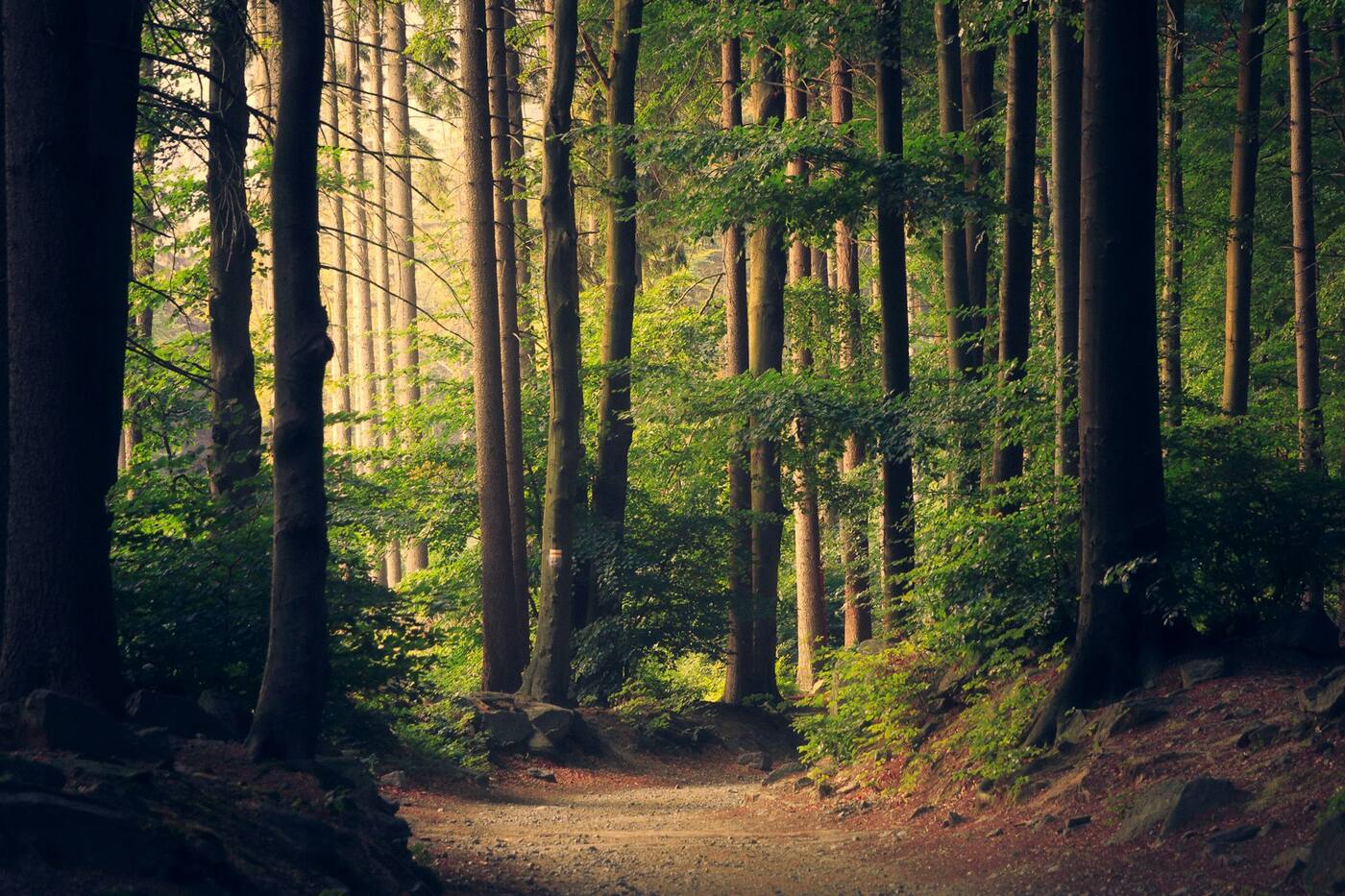 Sunlight through a dense stand of tall woodland trees.