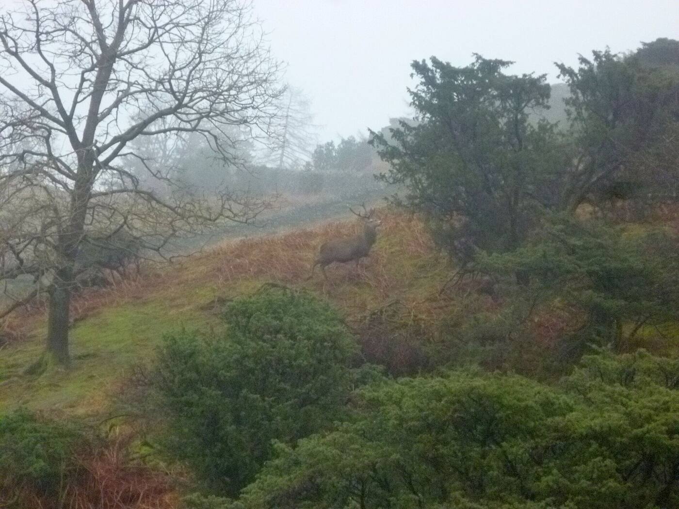 A red deer stag in English parkland.
