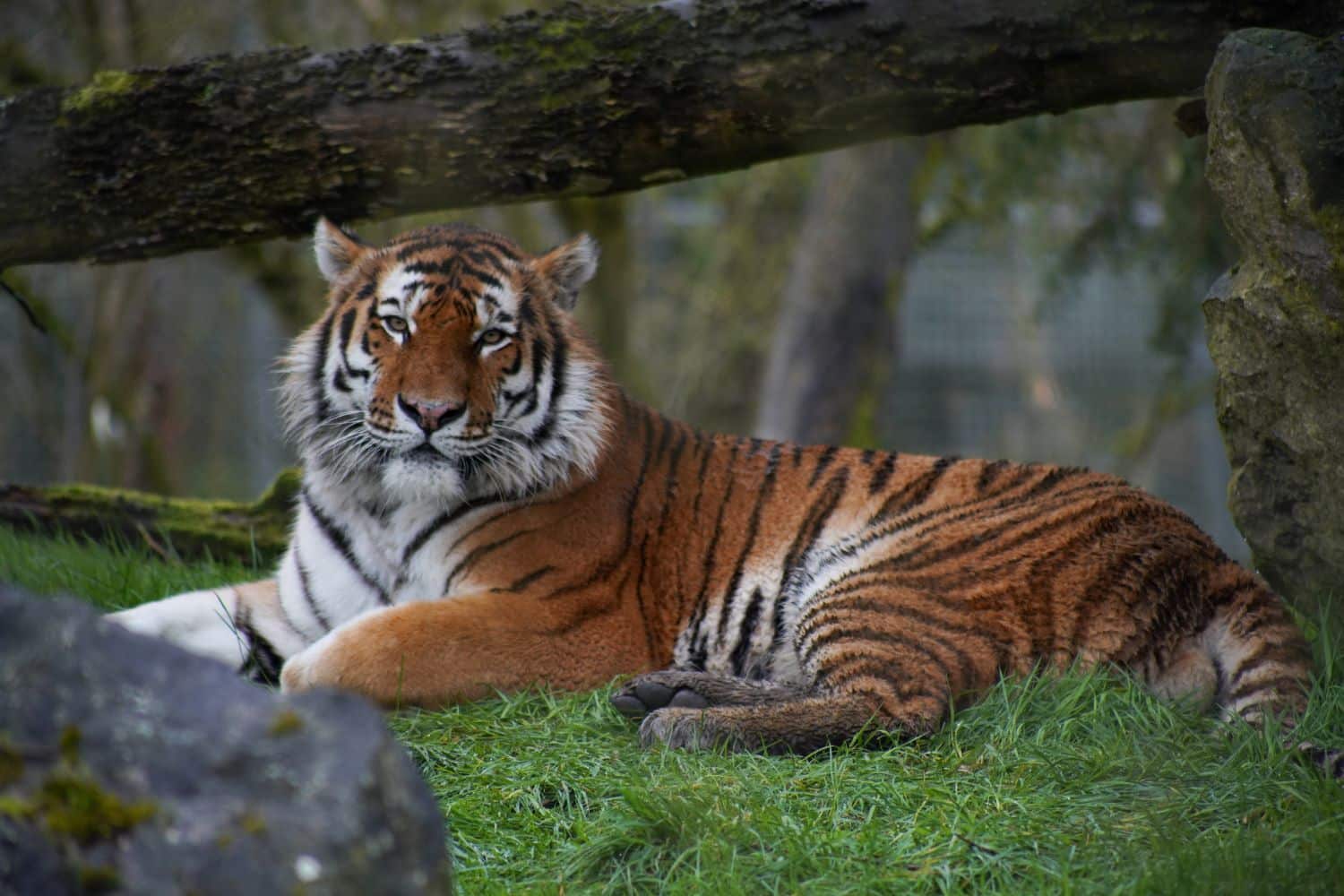 A tiger resting in its enclosure at Marwell Zoo, Hampshire.